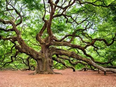 giant oak tree in a forest