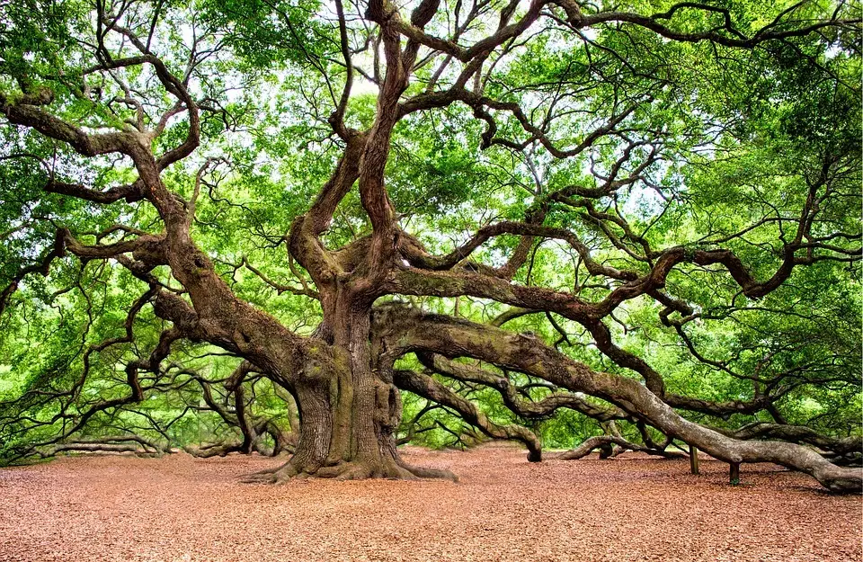 giant oak tree in a forest